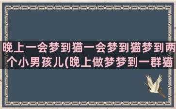 晚上一会梦到猫一会梦到猫梦到两个小男孩儿(晚上做梦梦到一群猫)