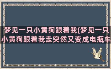 梦见一只小黄狗跟着我(梦见一只小黄狗跟着我走突然又变成电瓶车)