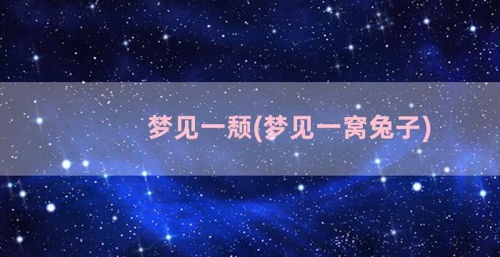 梦见一颓(梦见一窝兔子)